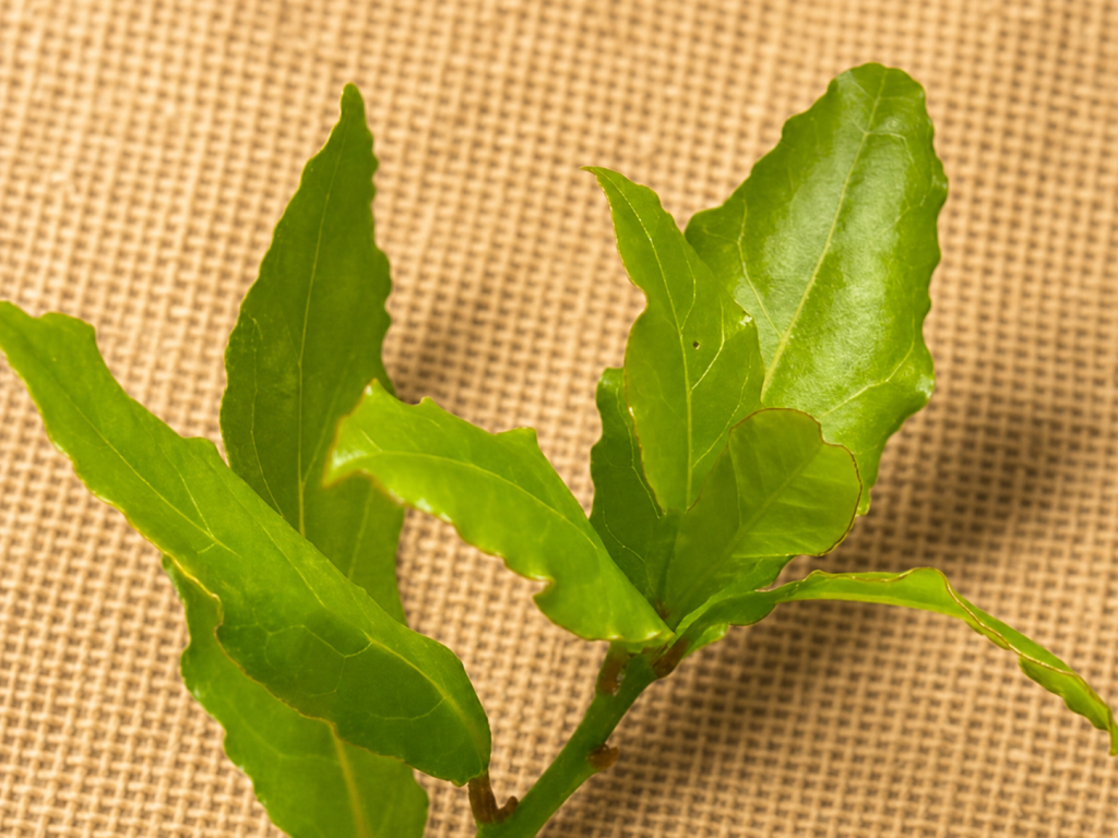 Bay leaf botanical used in Heart of Scotland Scottish gin